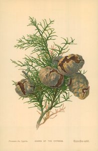 柏树的圆锥体（彩色石版画）