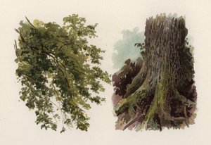 树木：榆树（彩色石版画） 作者 威廉·亨利·詹姆斯（后）船