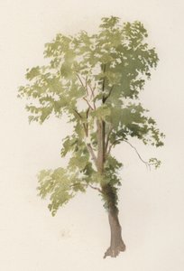 树木。榆树（彩色平版印刷）。