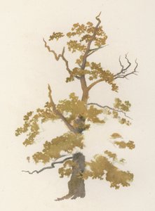 树木。橡树（彩色平版印刷