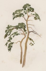 树木。苏格兰冷杉（彩色平版印刷）。