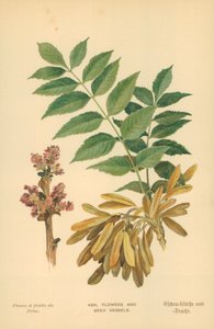 灰，花和种子容器 作者 威廉·亨利·詹姆斯船