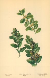 盒花和水果 作者 威廉·亨利·詹姆斯船