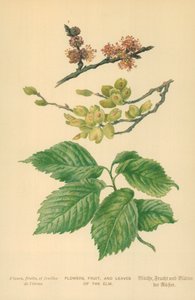 榆树的花，果实和叶子