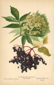 老人的花和浆果 作者 威廉·亨利·詹姆斯船