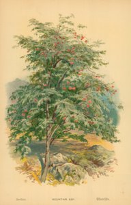 山灰 作者 威廉·亨利·詹姆斯船