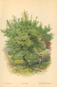 梅花 作者 威廉·亨利·詹姆斯船