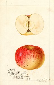 雪莱最喜欢的苹果（Malus domestica）（水彩画） 作者 威廉·亨利·普雷斯特尔
