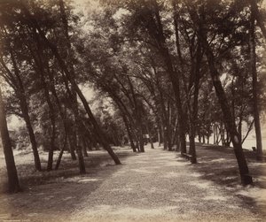 野餐场地，约 1895 年（照片1895 年（照片） 作者 威廉·赫尔曼·劳