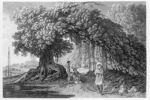 一棵榕树，来自1780年至1883年的“印度旅行”，William Hodges，由Benjamin Pouncy雕刻（fl.1772-99）1792年出版