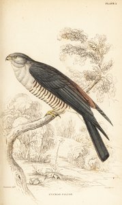 非洲杜鹃鹰或杜鹃猎鹰，Aviceda cuculoides 作者 威廉家蜥蜴队