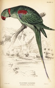 亚历山大鹦鹉或亚历山大鹦鹉，Psittacula eupatria 作者 威廉家蜥蜴队