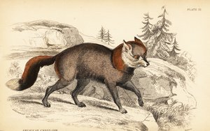 American cross-fox, Vulpes vulpes 作者 威廉家蜥蜴队