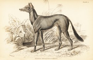 阿拉伯灰狗, Canis lupus familiaris 作者 威廉家蜥蜴队