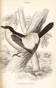 黑背海雀，Dryoscopus cubla 作者 威廉家蜥蜴队
