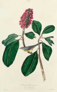 波拿巴捕蝇者，1827年。 作者 威廉家蜥蜴队