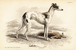英国灰狗（Canis lupus familiaris）（Canis leporarius）。 作者 威廉家蜥蜴队