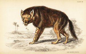棕色鬣狗或流浪狼，Hyaena brunnea (Hyaena fusca) 作者 威廉家蜥蜴队