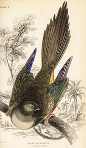 Burrowing parrot or Patagonian conure, Cyanoliseus patagonus 作者 威廉家蜥蜴队
