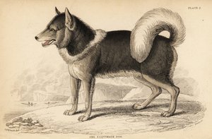 加拿大爱斯基摩犬（qimmiq），Canis lupus familiaris 作者 威廉家蜥蜴队