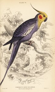 Cockatiel, Nymphicus hollandicus 作者 威廉家蜥蜴队