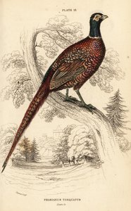 Common pheasant (ring-necked), Phasianus colchicus torquatus (Phasianus torquatus)