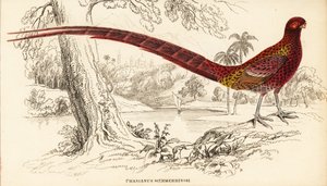铜雉或 Soemmerring 的雉， Syrmaticus soemmerringii (Phasianus soemmerringii)