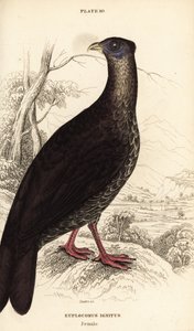 Crested fireback, Lophura ignita, 雌性 (The Macartney cock, Euplocomus ignitus) 作者 威廉家蜥蜴队