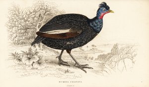 凤头珍珠鸡，Guttera pucherani (Numida cristata) 作者 威廉家蜥蜴队