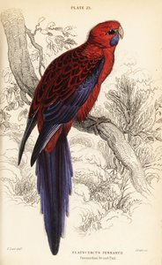 Crimson rosella, Platycercus elegans 作者 威廉家蜥蜴队