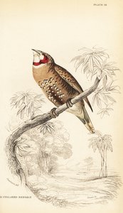 切喉雀或丝带雀，Amadina fasciata 作者 威廉家蜥蜴队