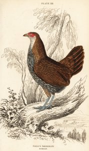 雌性灰色丛林鸟或桑纳特丛林鸟，Gallus sonneratii（Gallus sonnerati）。 作者 威廉家蜥蜴队