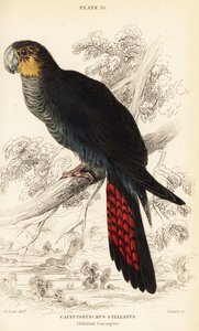 有光泽的黑凤头鹦鹉，Calyptorhynchus lathami 作者 威廉家蜥蜴队