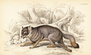 灰狐(Urocyon cinereoargenteus) 作者 威廉家蜥蜴队