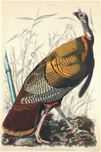 美国大公鸡，1827年。