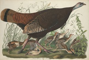 伟大的美国母鸡和杨，1827年。 作者 威廉家蜥蜴队