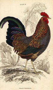 灰原鸡或 Sonnerat 的原鸡，Gallus sonneratii (Gallus sonnerati) 作者 威廉家蜥蜴队