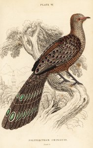 Grey peacock-pheasant or Burmese peacock-pheasant, Polyplectron bicalcaratum 作者 威廉家蜥蜴队