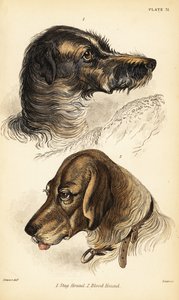 猎鹿犬1号和血猎犬2号的头部，熟悉的狼犬（Canis sagaces和Canis sanguinarius）。 作者 威廉家蜥蜴队