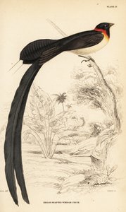 Long-tailed paradise-whydah, Vidua paradisaea 作者 威廉家蜥蜴队