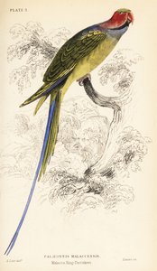 长尾鹦鹉 Psittacula longicauda