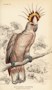米切尔主要凤头鹦鹉，Lophochroa leadbeateri 作者 威廉家蜥蜴队