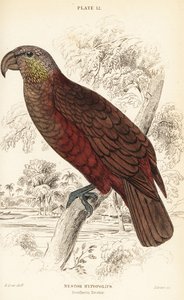 New Zealand kaka, Nestor meridionalis 作者 威廉家蜥蜴队