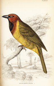 橄榄形织女或圆翅织女，Ploceus brachypterus 作者 威廉家蜥蜴队