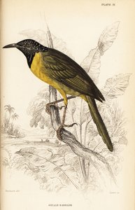 黄莺莺，Hypergerus atriceps 作者 威廉家蜥蜴队