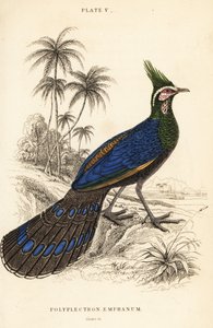 巴拉望孔雀雉，Polyplectron napoleonis 作者 威廉家蜥蜴队