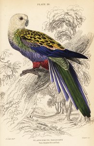 白头罂粟 (palliceps), Platycercus adscitus palliceps 作者 威廉家蜥蜴队