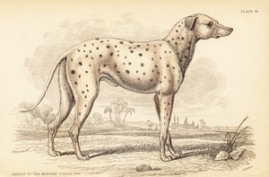 现代教练犬 Canis lupusfamiliais 的父母 作者 威廉家蜥蜴队