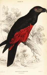 Pesquet 的鹦鹉或秃鹫鹦鹉， Psittrichas fulgidus
