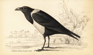 白头翁，Corvus albus 作者 威廉家蜥蜴队
